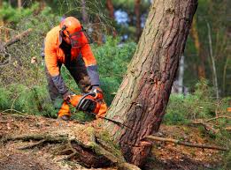 How Our Tree Care Process Works  in  Severna Park, MD